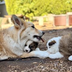 Icelandic Sheepdog Puppies from Hjarta Icelandics