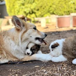 Icelandic Sheepdog Puppies from Hjarta Icelandics