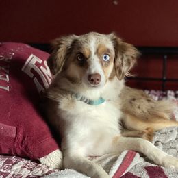 Winnie - Toy Australian Shepherd