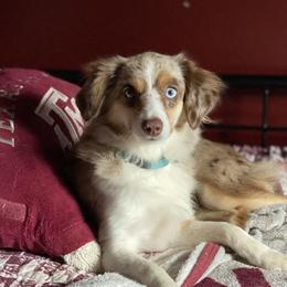 Winnie - Toy Australian Shepherd