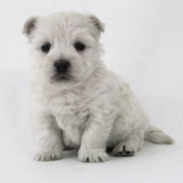 West Highland White Terrier Puppies from The West Acres