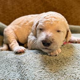 Halo - Cream female Poodle puppy in St. Johnsbury, Vermont from Poodles of the Northern Woods