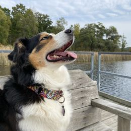 Australian Shepherd Puppies from Cottage Farm Aussies