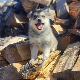 Taylor - Tri-color Pomsky puppy in Minnesota from Taival Puppies