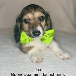 Jax - Cream male Dachshund puppy in Lexington, Oklahoma from BooneDox Miniature Dachshunds