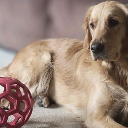 Sassy - Golden Retriever