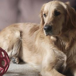 Sassy - Golden Retriever