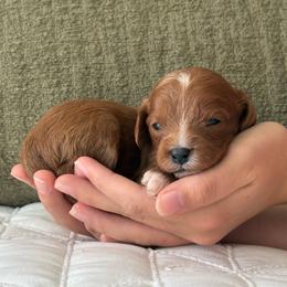 Cocoa - Brown male Cavapoo puppy in Gap, Pennsylvania from Coles Cavapoo’s