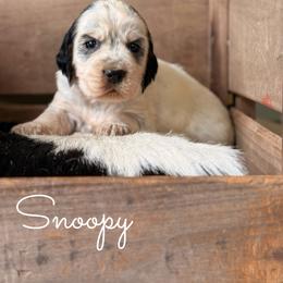 Snoopy - Tri-Roan male English Springer Spaniel puppy in Uvalda, Georgia from Willow Creek Farms