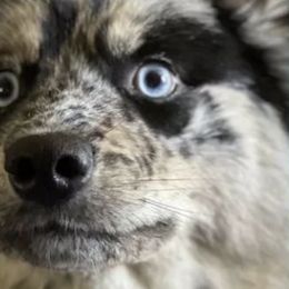 Pomskies from Pomskies of the Corn