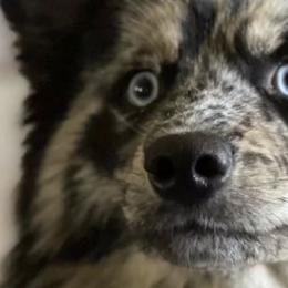 Pomskies from Pomskies of the Corn