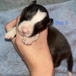 Australian Shepherd and Shetland Sheepdog Puppies from Serenity falls