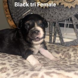 Toy Australian Shepherd Puppies from Bama Belle Aussies