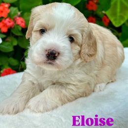 Eloise - Gold female Australian Labradoodle puppy in Mount Gilead, North Carolina from Tillery Labradoodles