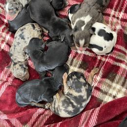 Bernedoodle puppies from Country Ridge Puppies