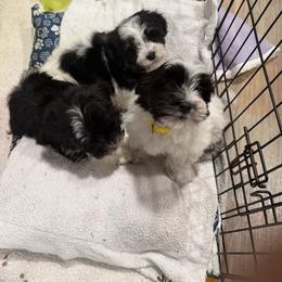 Havanese puppies from Happy Havanese NJ
