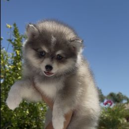 Pomsky Puppies from Royal Pomskies