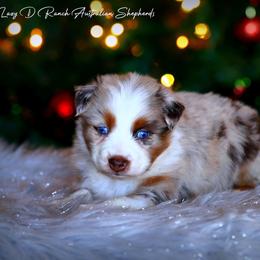Kozmo - Red merle male Australian Shepherd puppy in Pima, Arizona from Lazy D Ranch Australian Shepherds