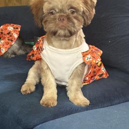 Aries - Shih Tzu