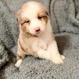 Celeste - Red merle female Australian Shepherd puppy in Athens, Texas from Ricochet Corgis