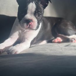Boston Terrier Puppies from Bethelbreeders