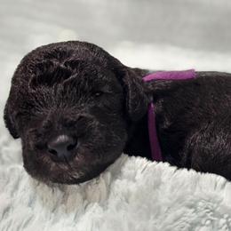 Rumi - Blue female Bedlington Terrier puppy in Rincon, Georgia from Prismic Bedlington Terriers
