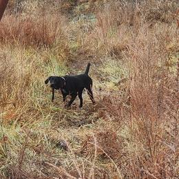 German Shorthaired Pointers from Hurricane Creek Gun Dogs