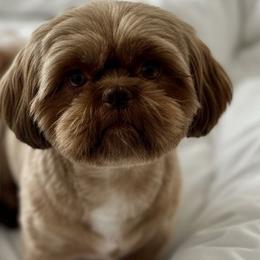 Church - Shih Tzu