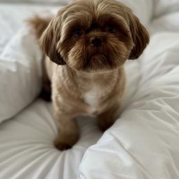 Church - Shih Tzu
