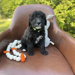 Mint chocolate chip - Black male Whoodle puppy in Gladewater, Texas from Kalin’s K9s