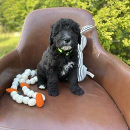 Mint chocolate chip - Black male Whoodle puppy in Gladewater, Texas from Kalin’s K9s