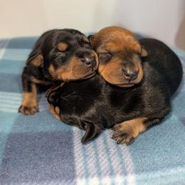 Female 3 - Red female German Pinscher puppy in Chatham, Virginia from WMHK9/Roolyn German Pinschers