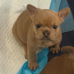 Tyson - Cream male French Bulldog puppy in Middletown, Rhode Island from Royal Frenchies LLC