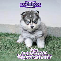 Giulina - Silver and white female Pomsky puppy in Humeston, Iowa from M.A.R. Dogs