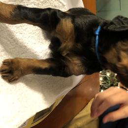 Boy 1 - Gordon Setter puppy in North Carolina from Hopper Grass Gordon Setters
