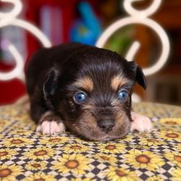 Mango - Black tri female Miniature Australian Shepherd puppy in Buchanan, Georgia from Stanleyville Farm Mini Aussies