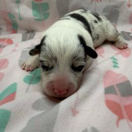 Yarrow - Blue merle and white male American Corgi puppy in Scottown, Ohio from Wyndy Ridge Corgis