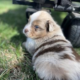 Nacho - Red merle male Miniature Australian Shepherd puppy in Bethany, Illinois from Rachel at Marrowbone Creek Aussies