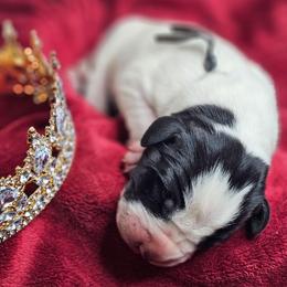 Prince George - Black and white male Great Dane puppy in Brookings, South Dakota from Debonair Danes