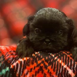 Shih Tzu Puppies from AKC Shih Tzu Champion Line Puppies