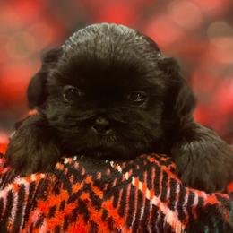 Shih Tzu Puppies from AKC Shih Tzu Champion Line Puppies