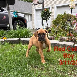 Red Collar Boy - Fawn Boxer puppy in East Longmeadow, Massachusetts from Boxer Bliss