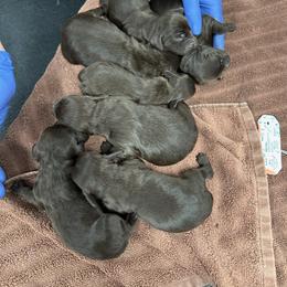Boykin Spaniel Puppies from Red River Boykin Spaniels