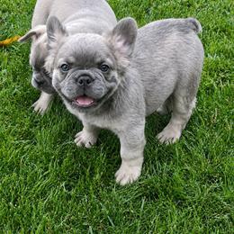 Holly - Blue female French Bulldog puppy in Fillmore, Illinois from Wind Hill Puppies