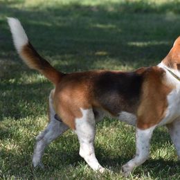 Beagles from Silverlake Beagles