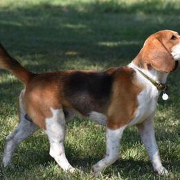 Beagles from Silverlake Beagles