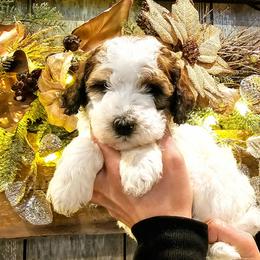 Juneau - Brown and white female Bernedoodle puppy in Forest, Ohio from Mini Doodle Buddies