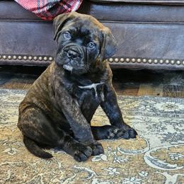 Bullmastiff Puppies from Valkyrie Bullmastiffs