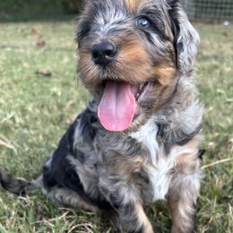 Aussiedoodle puppies from Dogwood Family Doodles