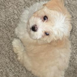 Finn - Cream male Maltipoo puppy in Brooksville, Florida from DeVall Maltipoos